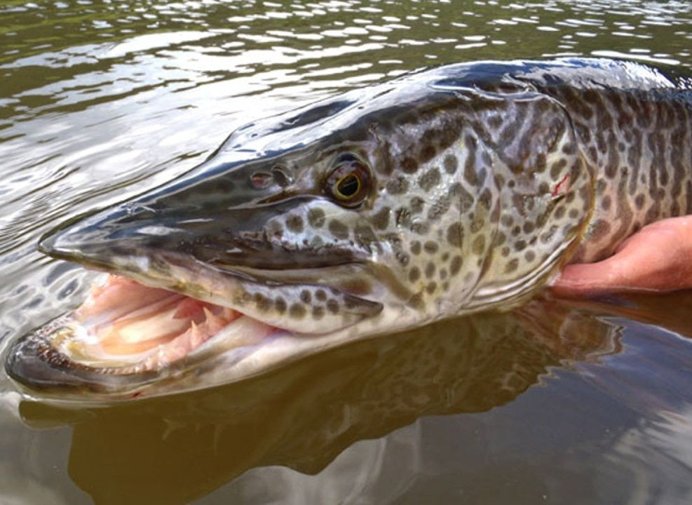 Amur Pike (Esox reichertii)