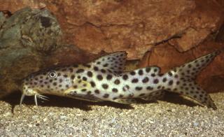 Eyespot Synodontis Catfish (Synodontis longirostris)