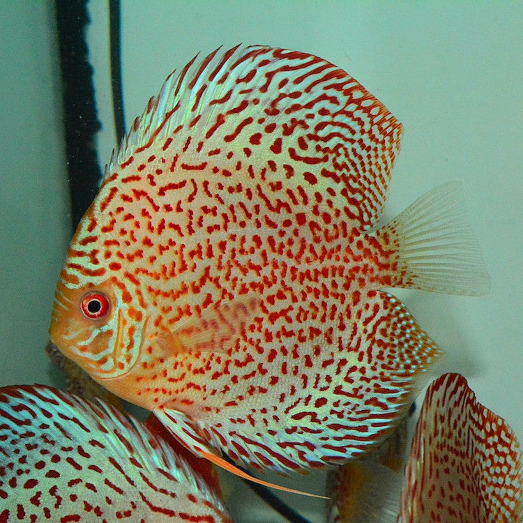 Red Spotted Leopard Discus (Symphysodon aequifaciatus)