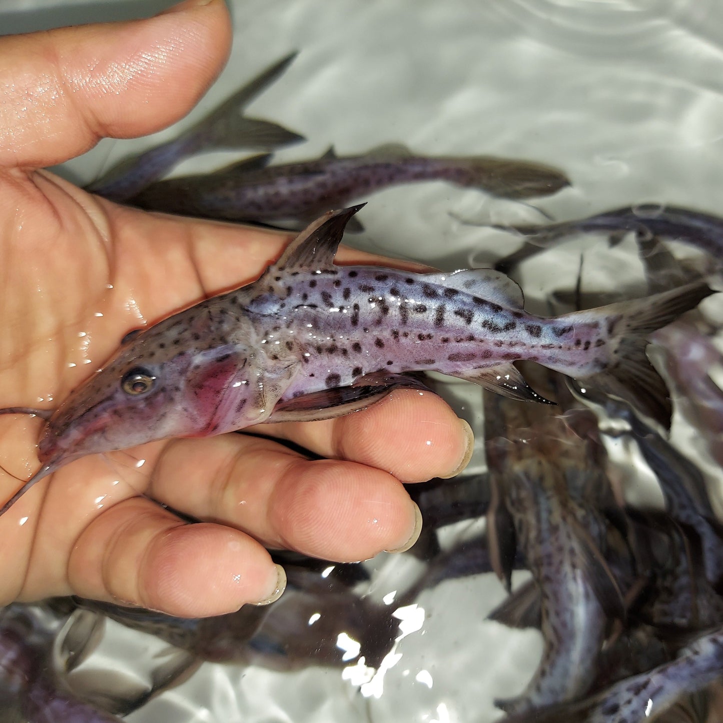 Leopard Ripsaw Catfish (Oxydoras niger sp)