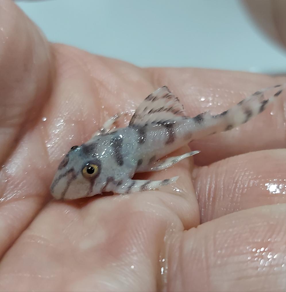 L236 SW Super White Pleco (Hypancistrus sp)