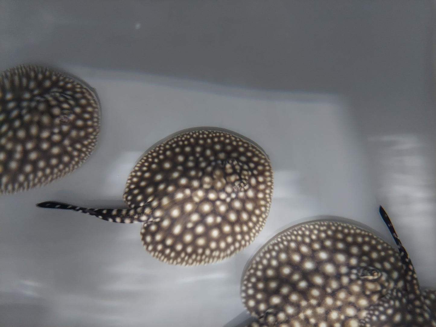 Galaxy P14 Stingray (Potamotrygon albimaculata)