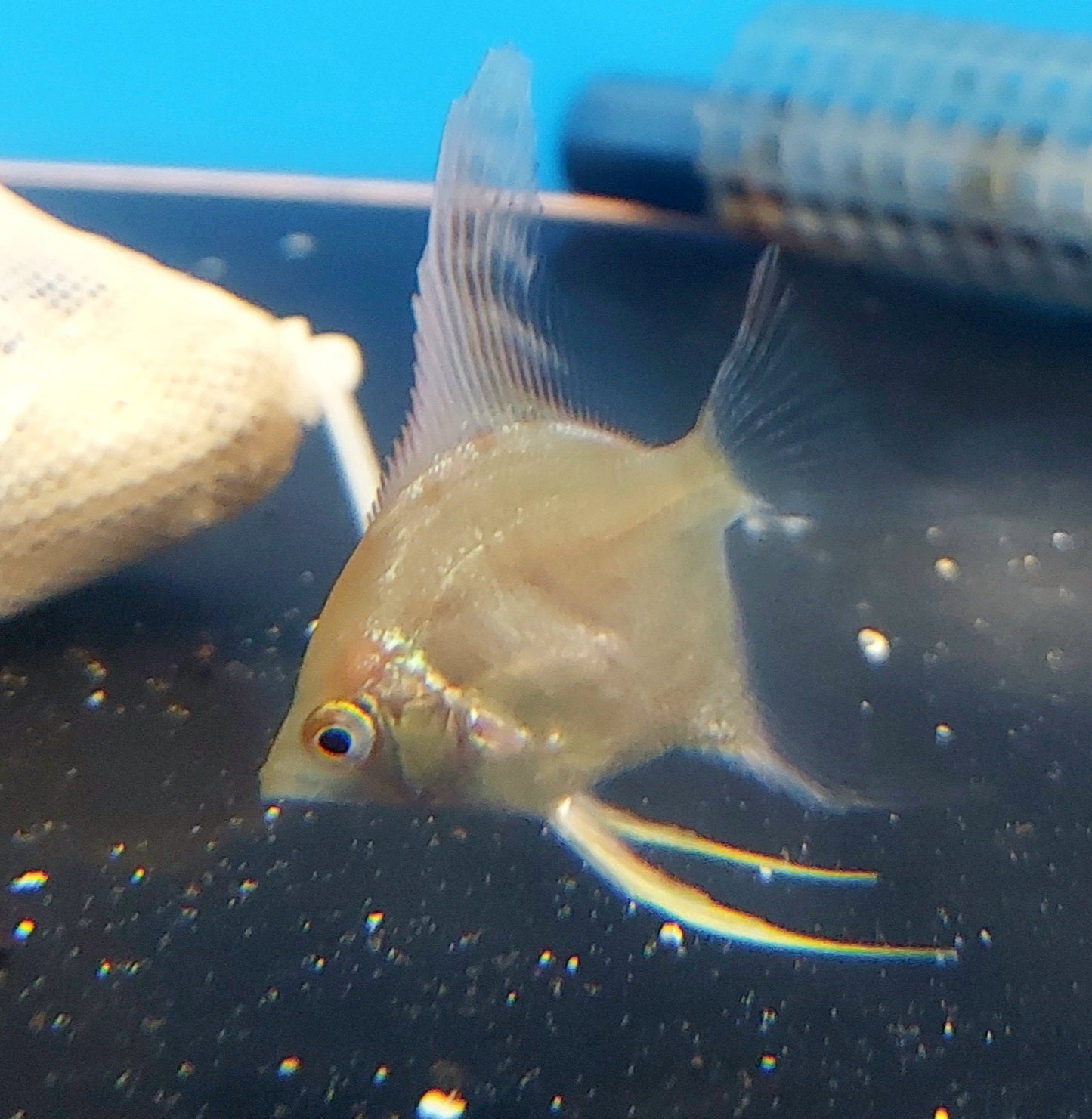Platinum Green Angelfish (Pterophyllum scalare)