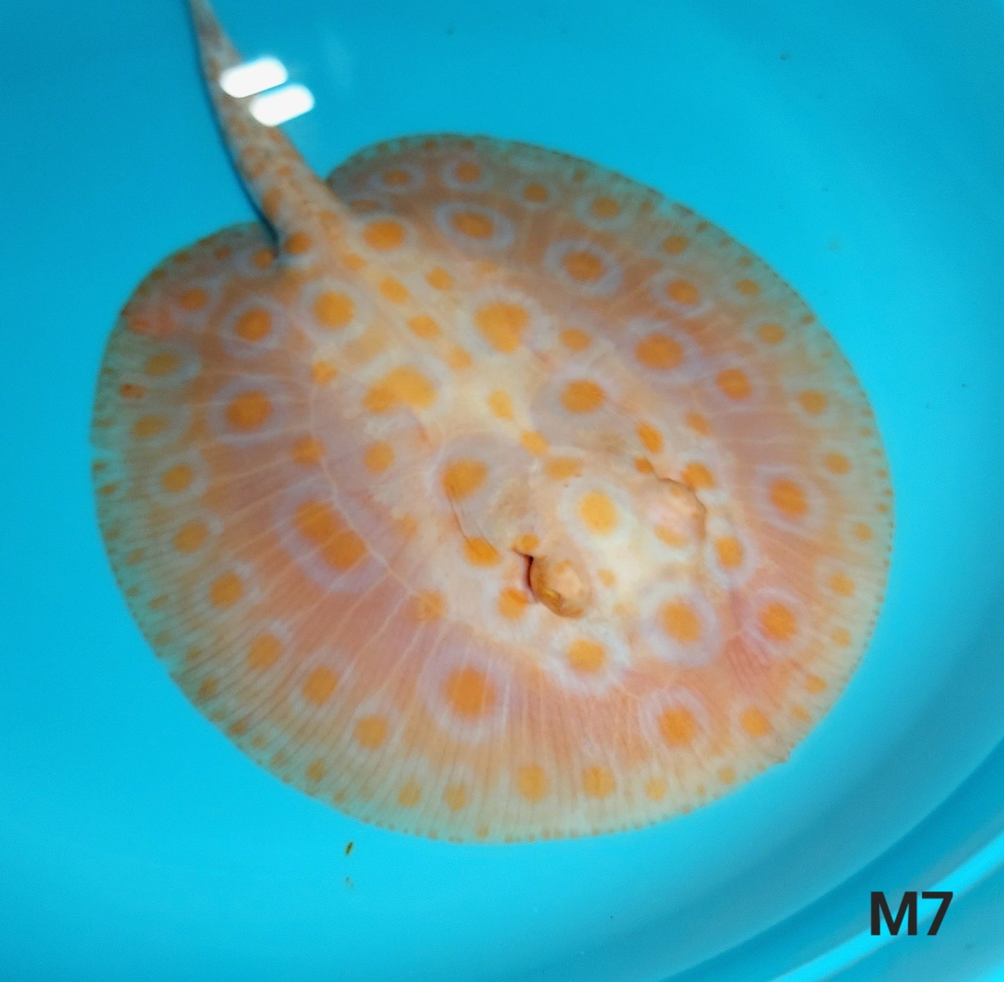 Albino Tangerine Designer Hybrid Stingray (Potamotrygon sp)