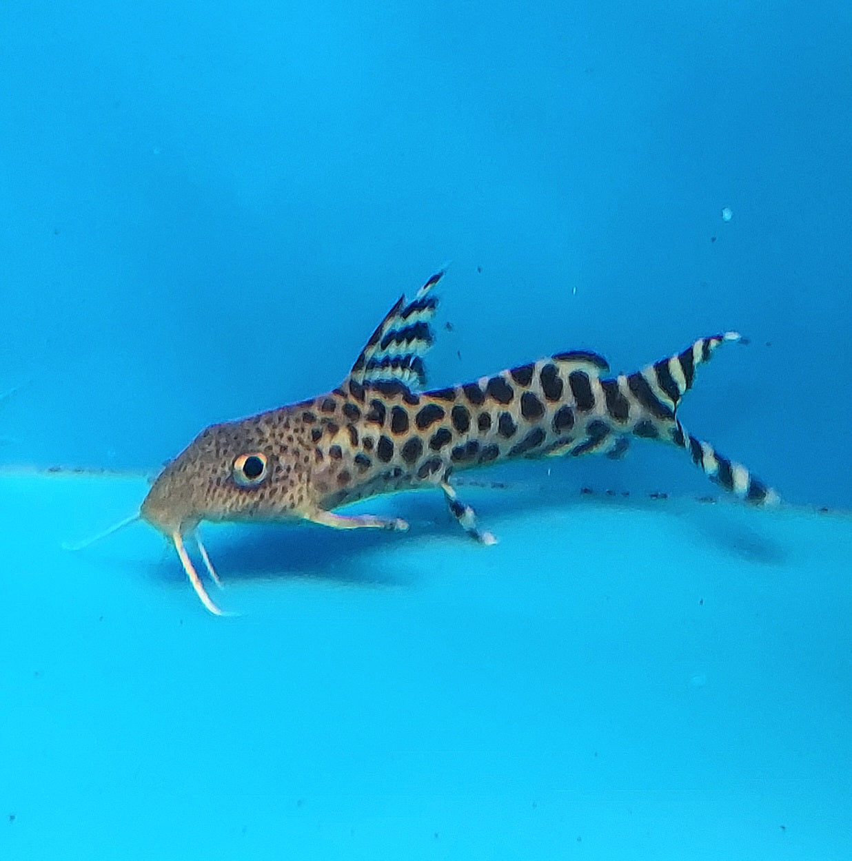 Leopard Synodontis (Synodontis pardalis)