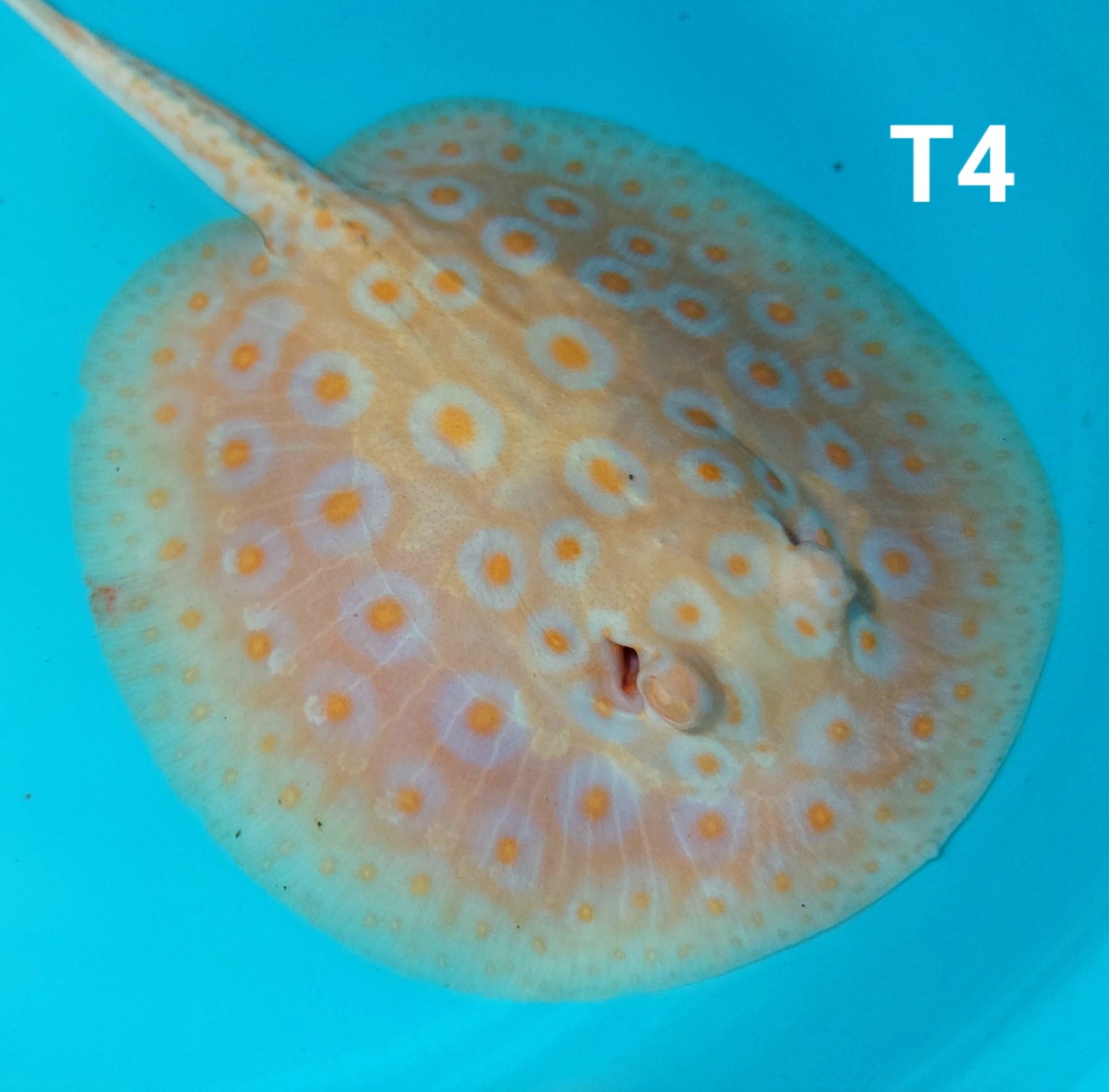 Albino Tangerine Pearl Stingray (Potamotrygon jabuti)