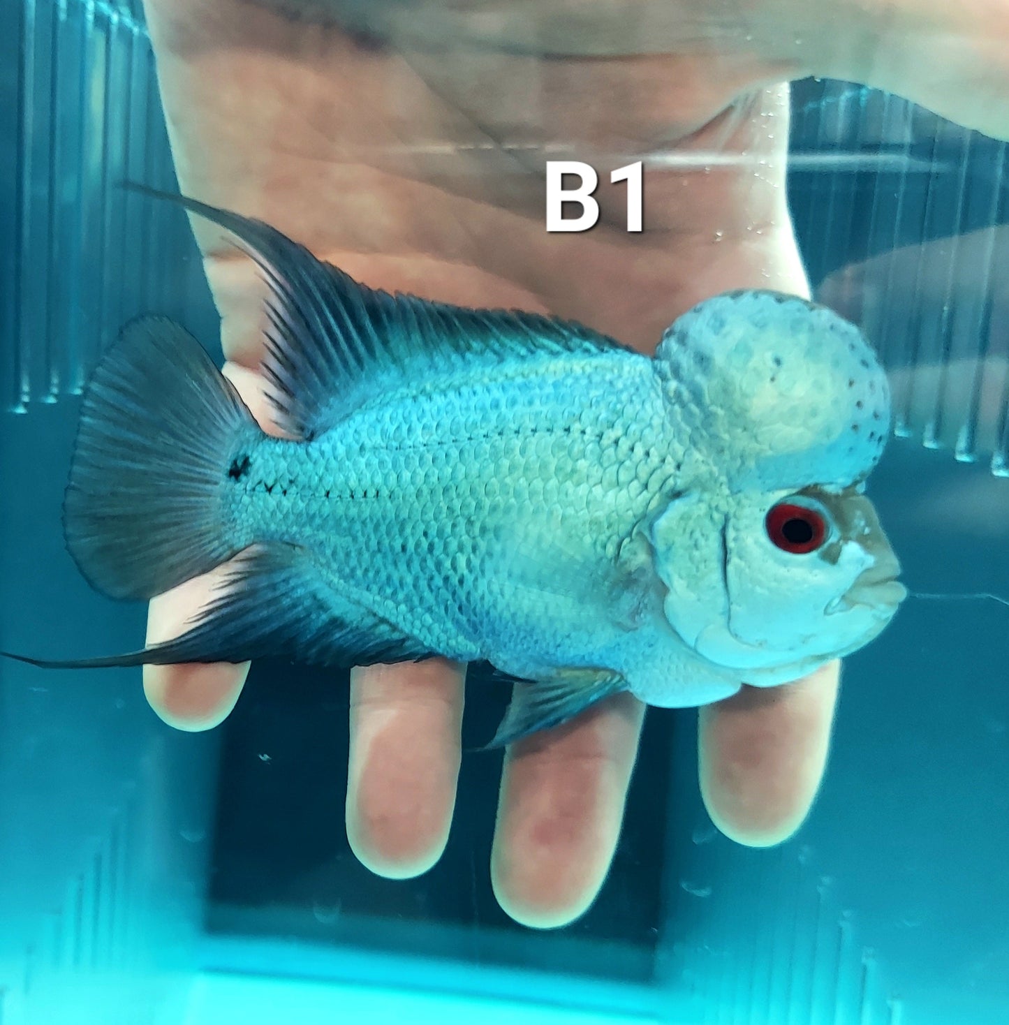Blue Thai Silk Flowerhorn Cichlid (Cichlasoma sp)