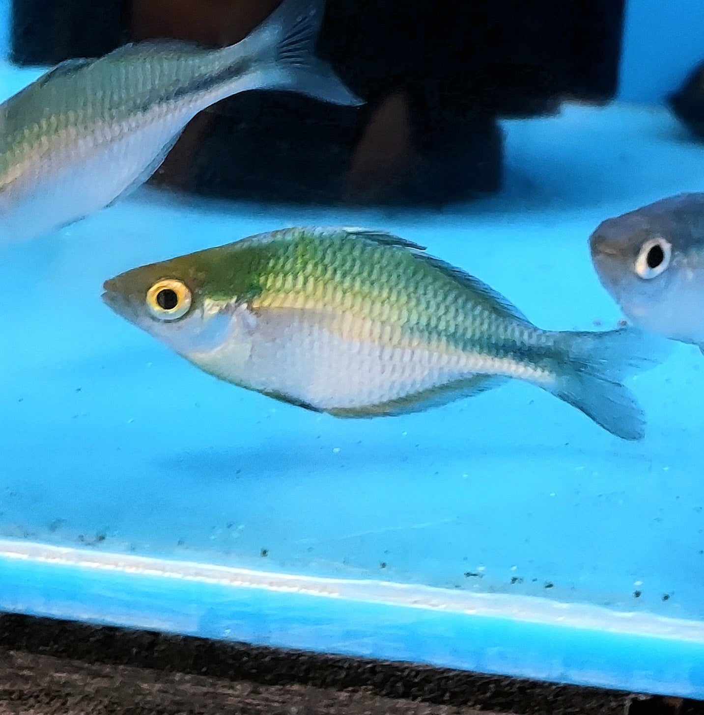 Blue Turquoise Rainbow (Melanotaenia lacustris)