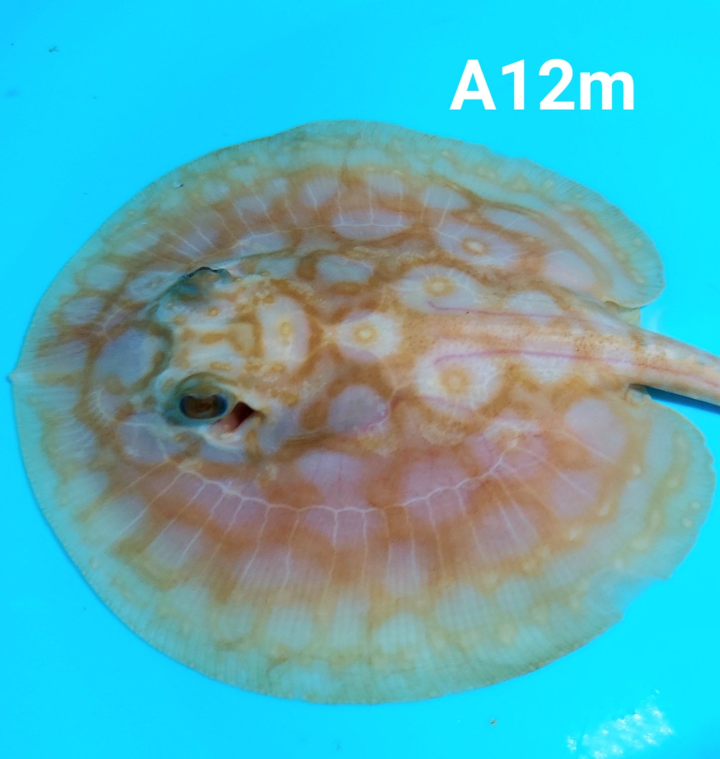 Albino Red Lucy Pearl Hybrid Stingray (Potamotrygon jabuti sp)