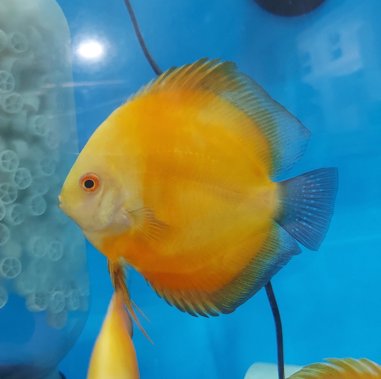 Golden Sunrise Discus (Symphysodon aequifasciatus)