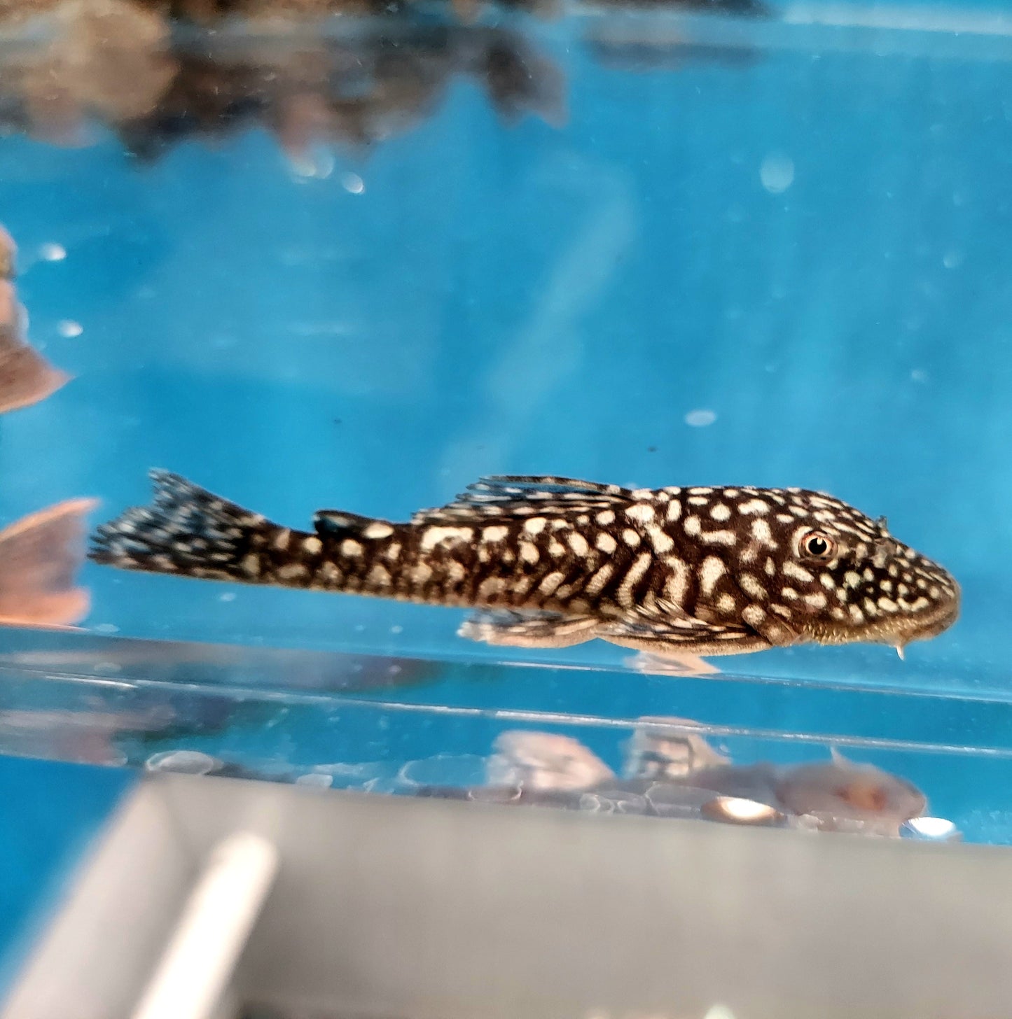 Slate Pleco (Pseudancistrus genisetiger)