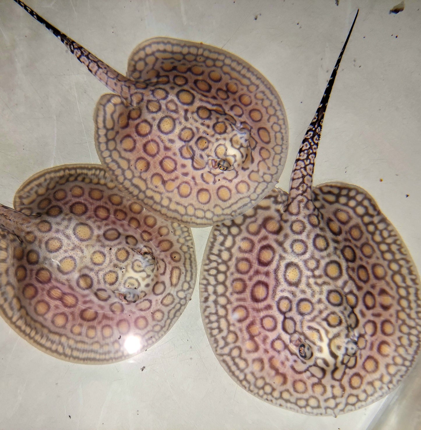 Marbled Motoro Stingray (Potamotrygon motoro)