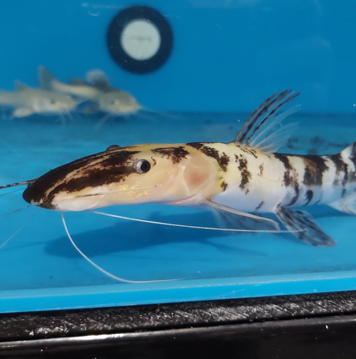 Albino Golden Marble Tiger Shovelnose Catfish (Pseudoplatystoma fasciatum)