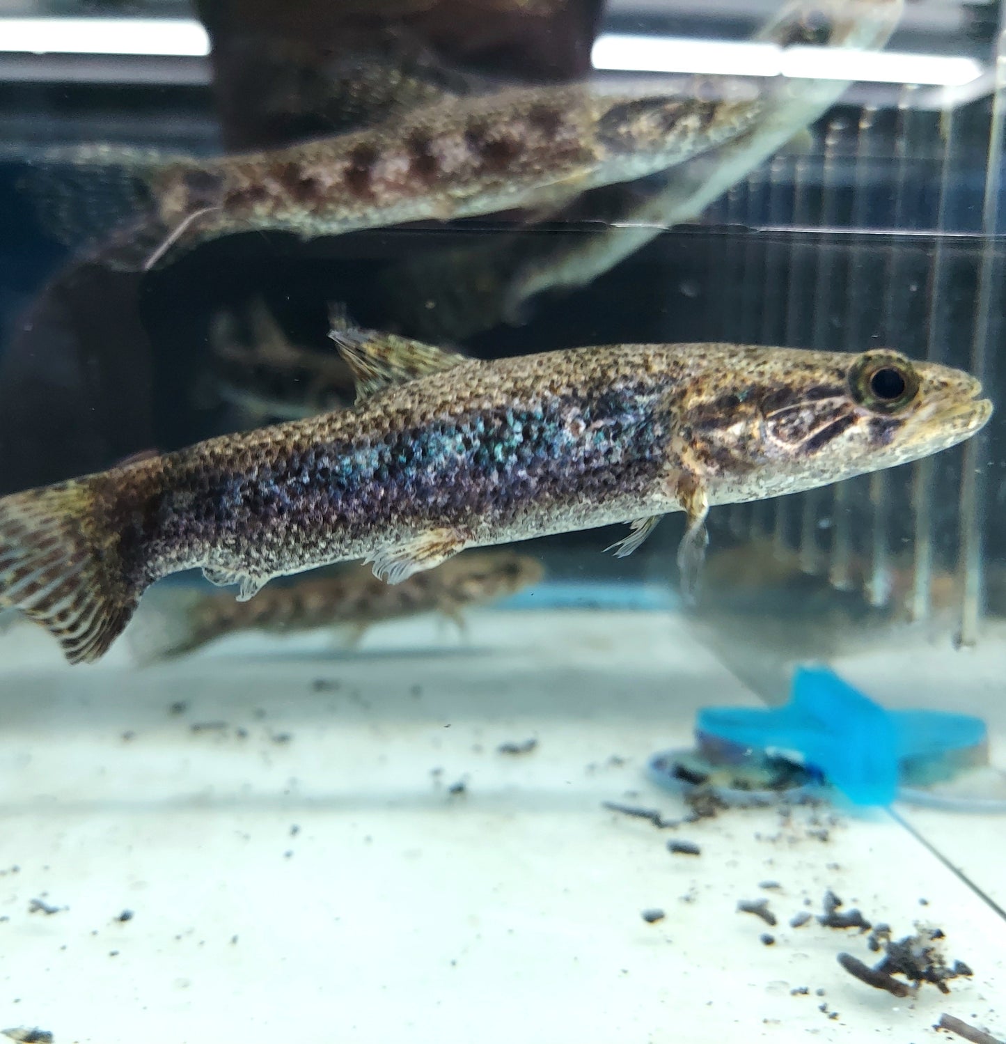 Blue / Green Wolf Fish (Hoplias lacerdae)