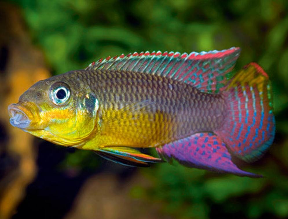 Nigerian Yellow Kribensis Cichlid (Pelvicachromis taeniatus)
