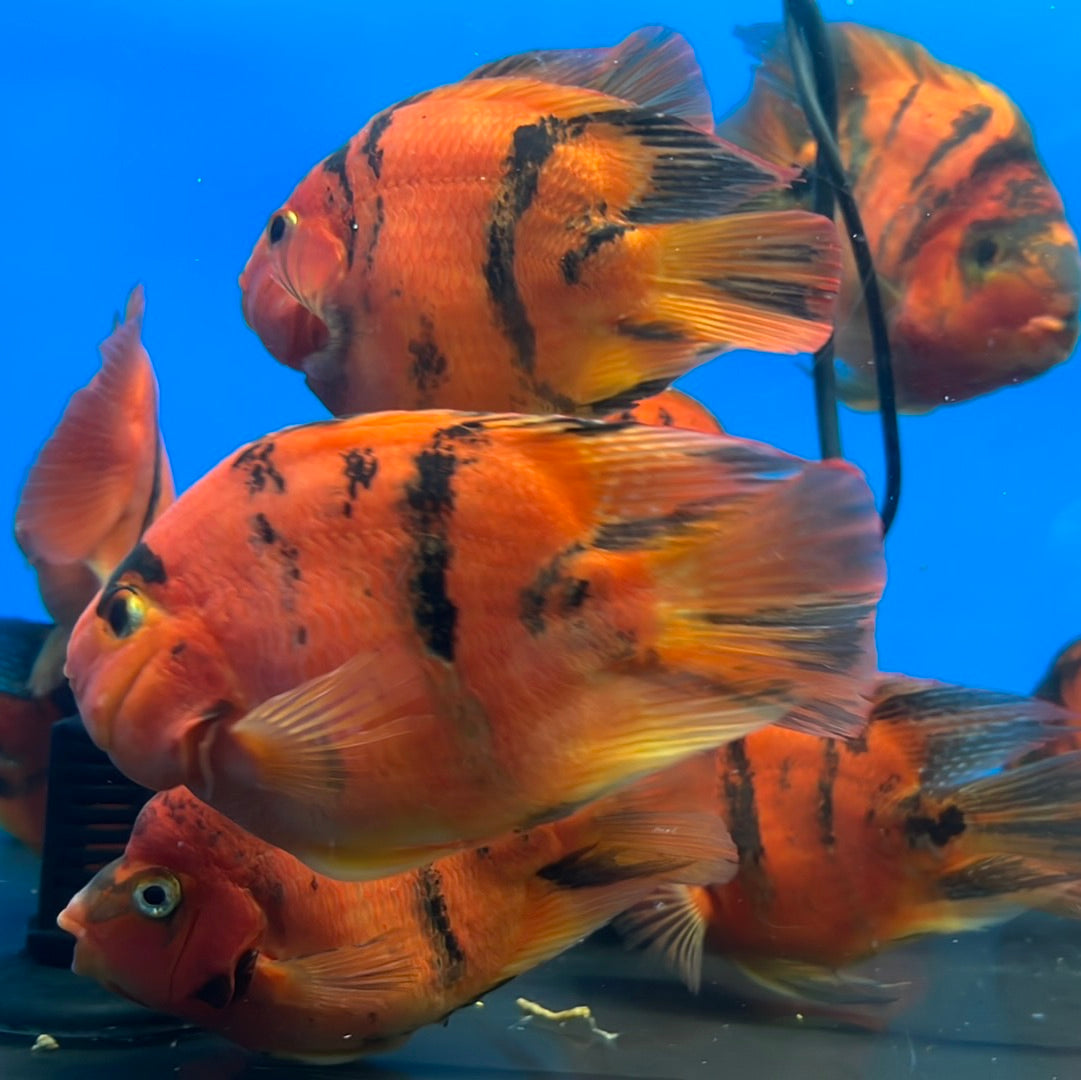 Red Tiger Parrot Cichlid (Cichlasoma sp)
