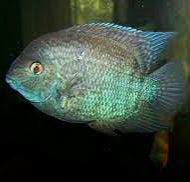 Blue Turquoise Severum (Heros severus)