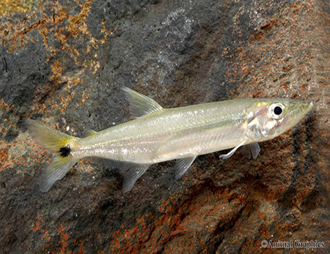 Yellow Tail Barracuda (Acestrorhynchus falcatus)