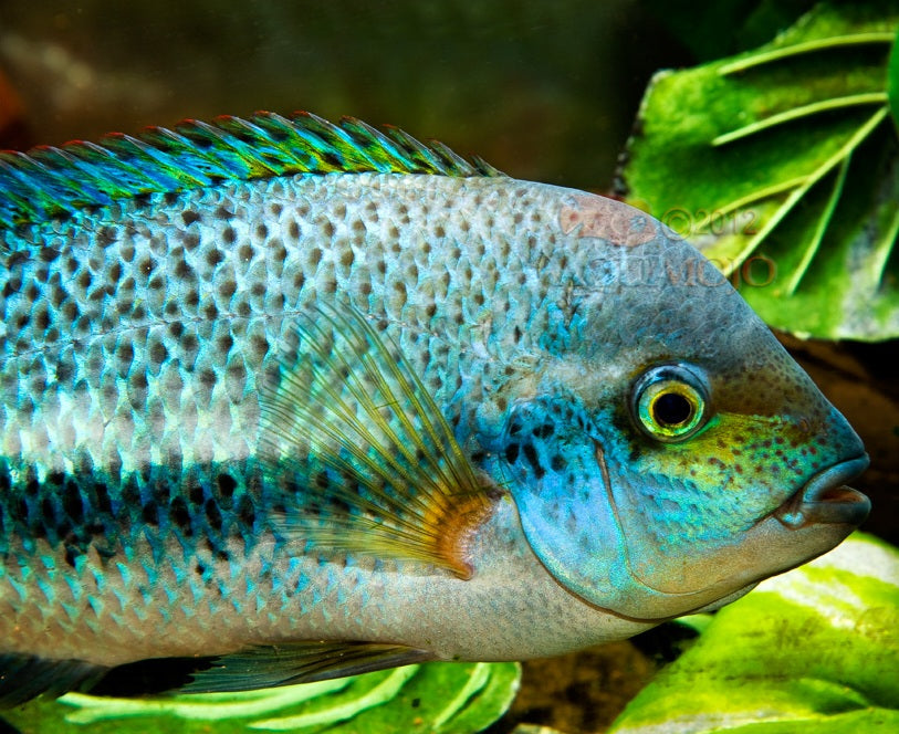 Blue Topaz Coatza Cichlid (Vieja coatzacoalcos)