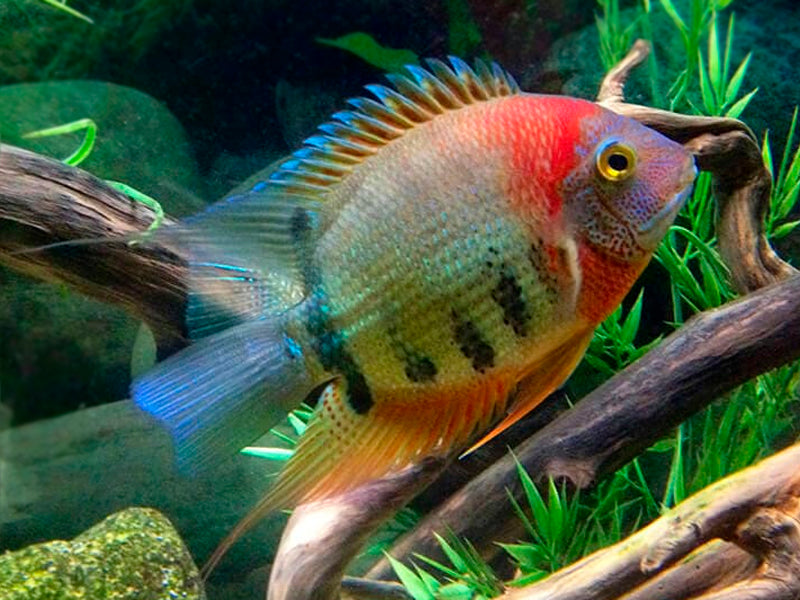 Red Shoulder Green Severum (Heros efasciatus)