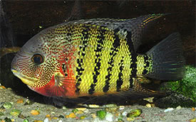 Red Tiger Severum Rio Negro Curare (Heros severus)