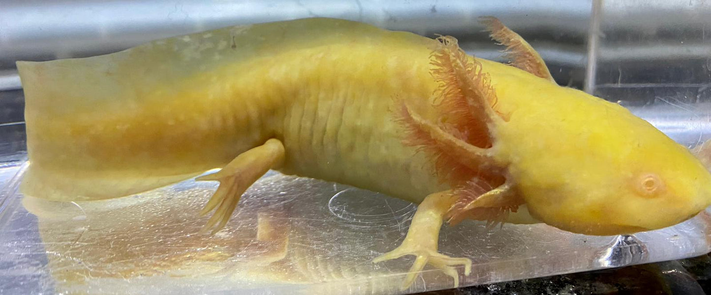 Golden Albino GFP Axolotl (Ambystoma mexicanum)