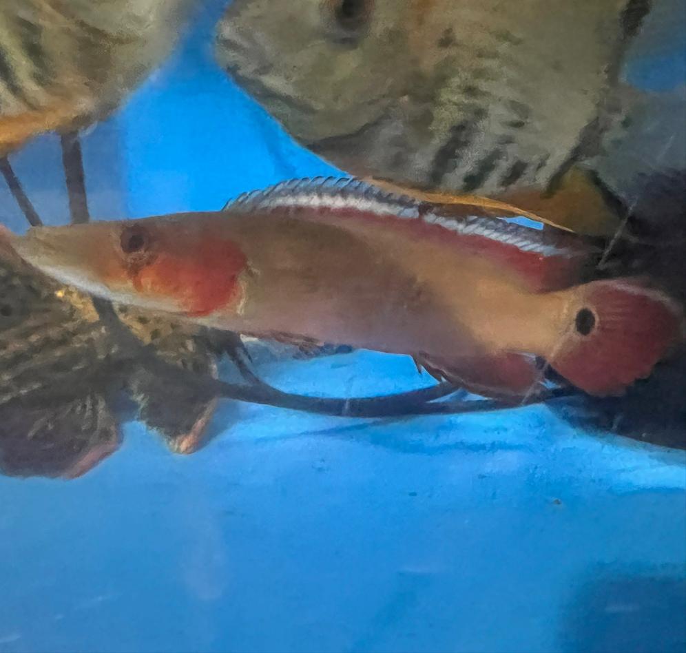Red Xingu Pike Cichlid (Crenicichla lugubris Xingu)