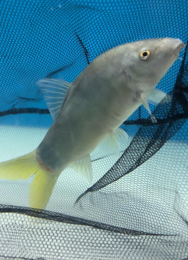 Yellowtail Blue Botia (Yasuhikotakia modesta)