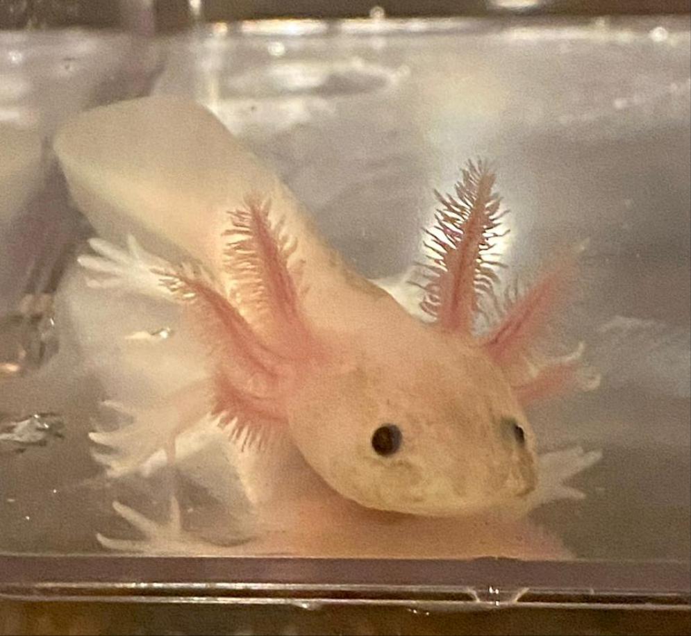 Freckled Leucistic Lucy Axolotl (Ambystoma mexicanum)