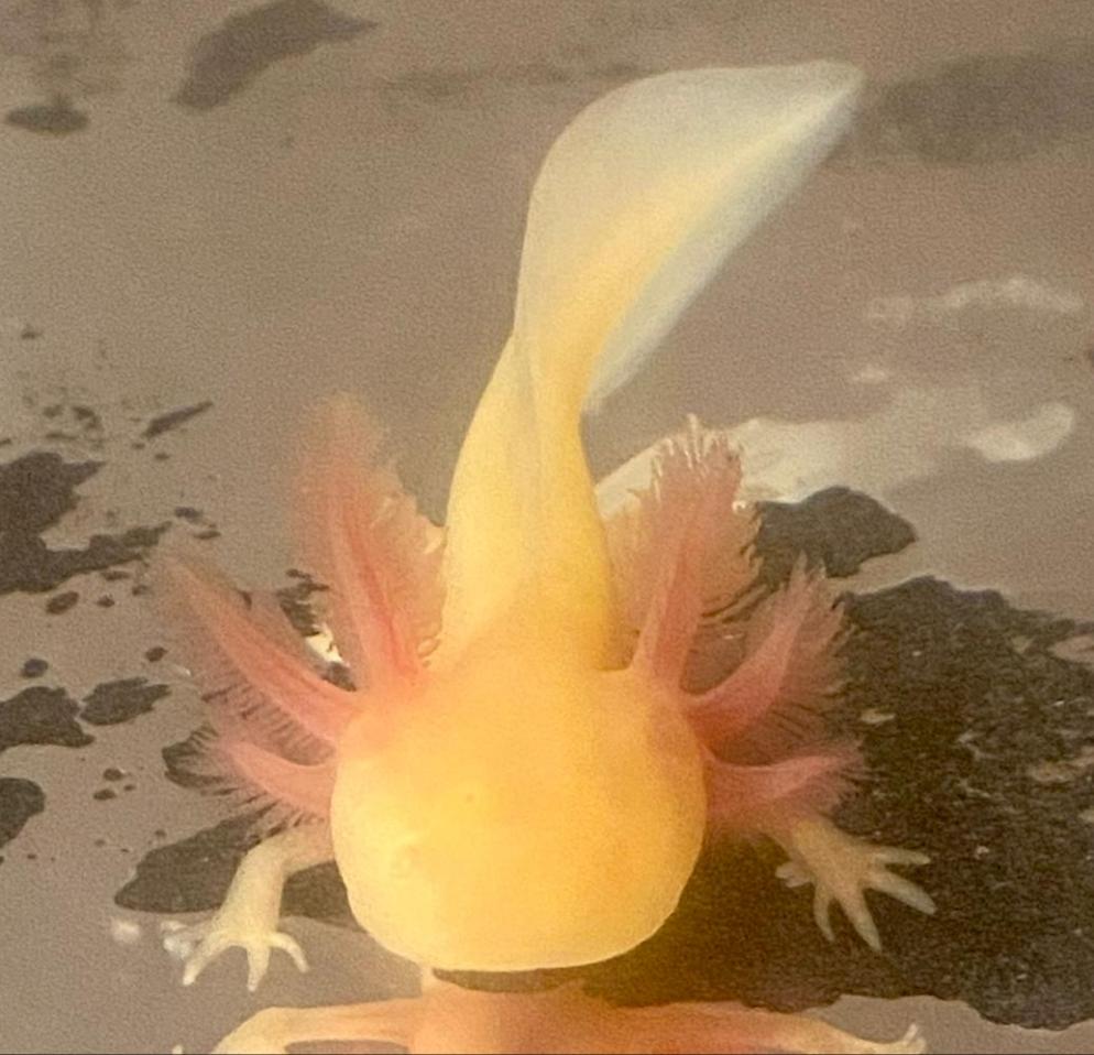 Albino GFP Axolotl (Ambystoma mexicanum)