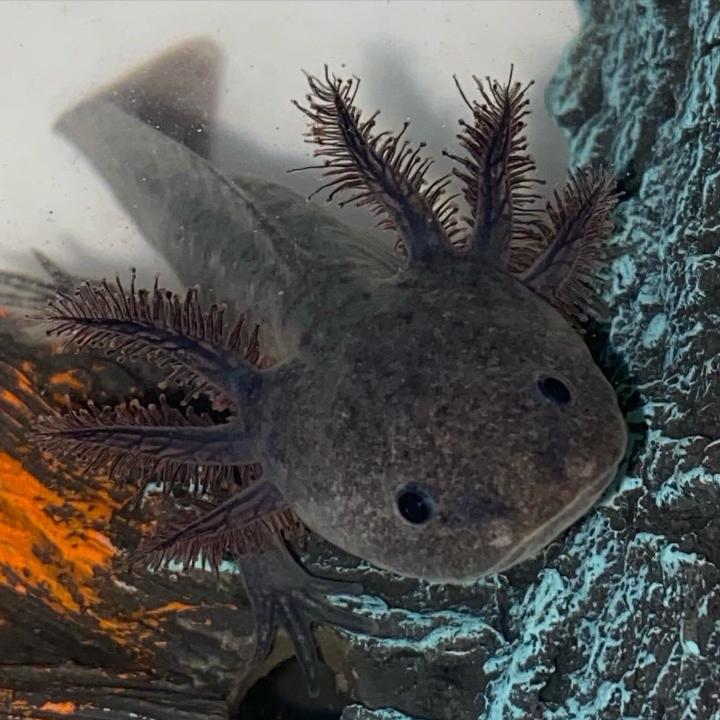 Black Melanoid Axolotl (Ambystoma mexicanum)