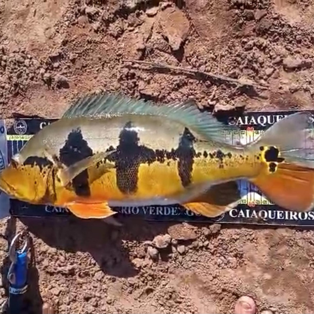 Widebar Peacock Bass Hybrid (Cichla melaniae sp)
