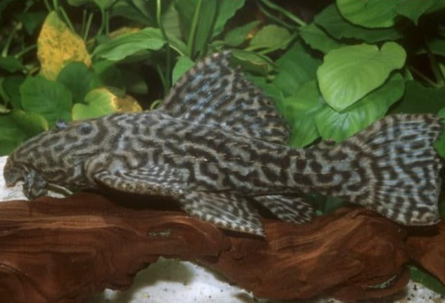 L380 Gurupi Cactus Pleco (Pseudacanthicus sp)
