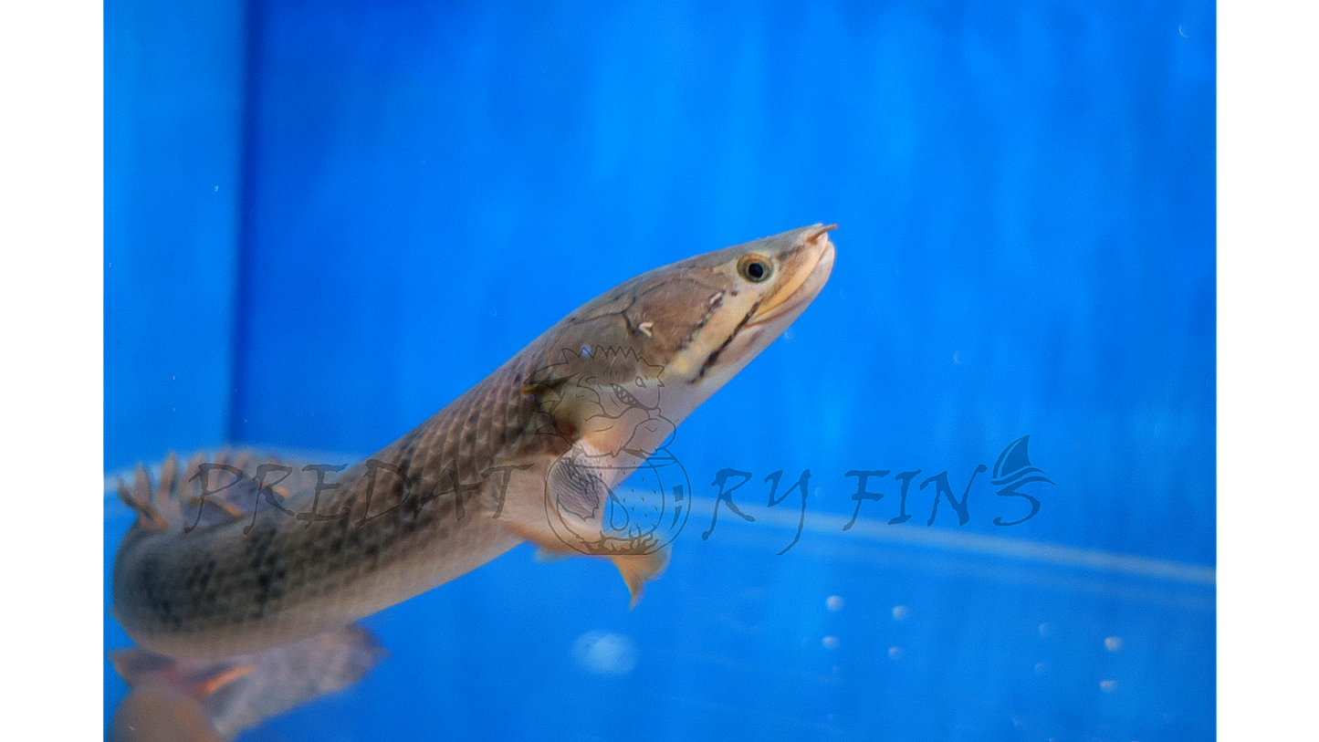 Mokelembembe Bichir (Polypterus mokelembembe)
