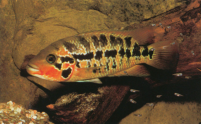 Red Tiger Motaguensis Cichlid (Parachromis motaguensis)