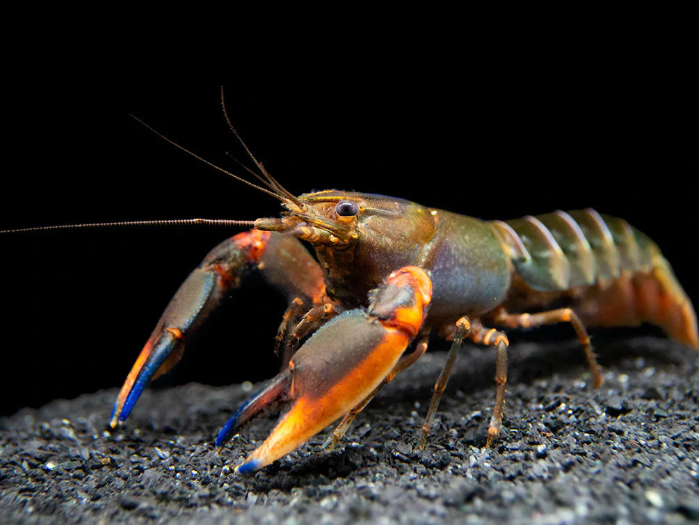 Red Kong Zebra Crayfish (Cherax sp)