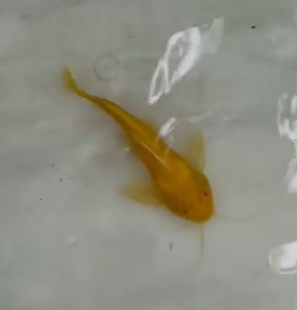 Albino Greshoffi Synodontis (Synodontis greshoffi)