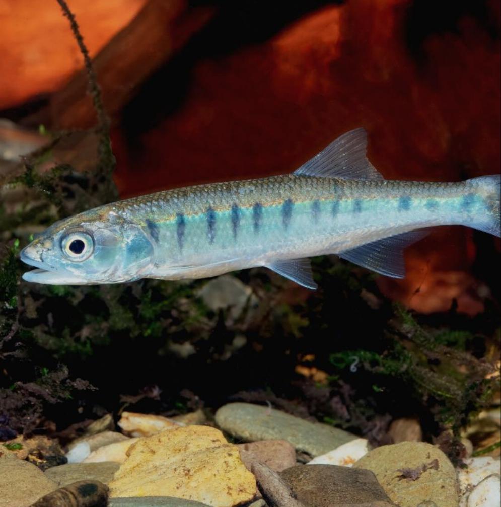 African Trout Minnow (Raiamas senegalensis)
