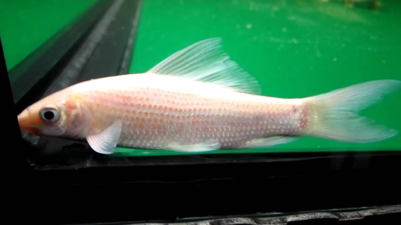 Albino Black Shark (Labeo chrysophekadion)