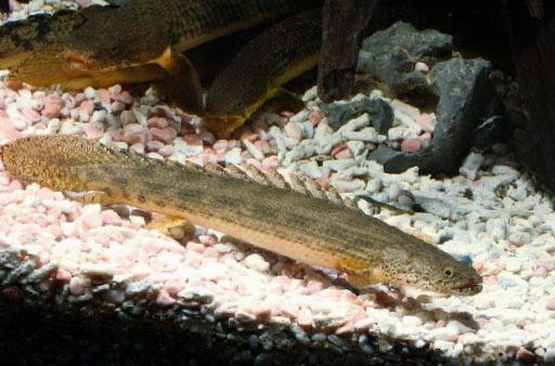 Ansorgii Bichir (Polypterus ansorgii)