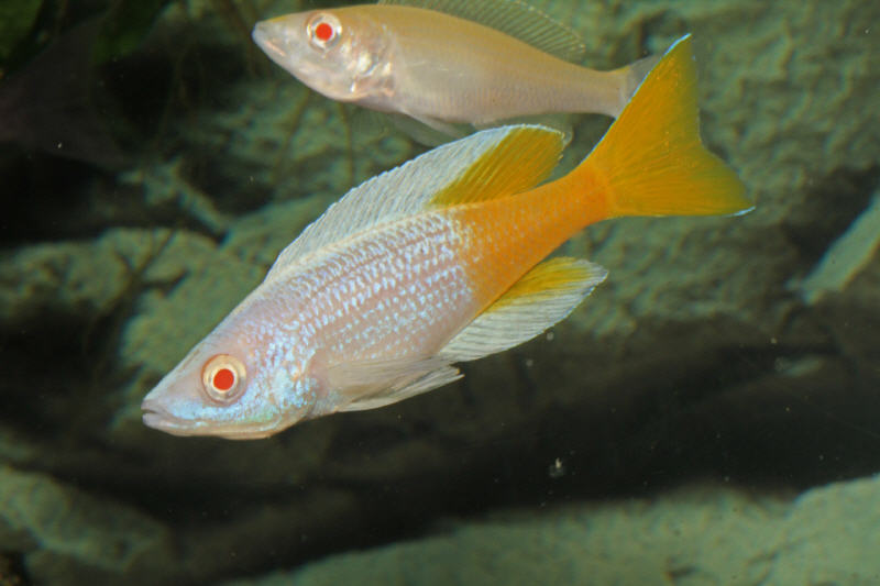 Albino Jumbo Kitumba Cichlid (Cyprichromis Leptosoma)