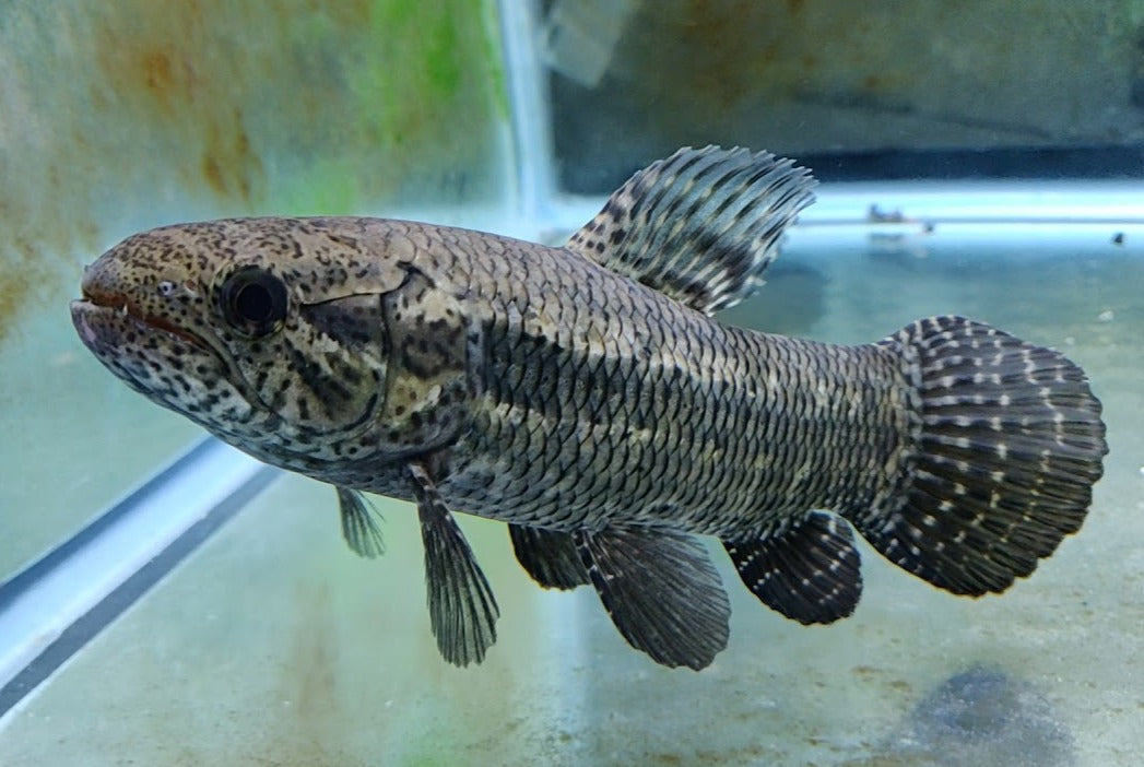 Black Wolf Fish (Hoplias curupira)