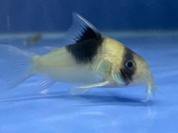 CW51 Panda Corydoras Catfish (Corydoras sp)