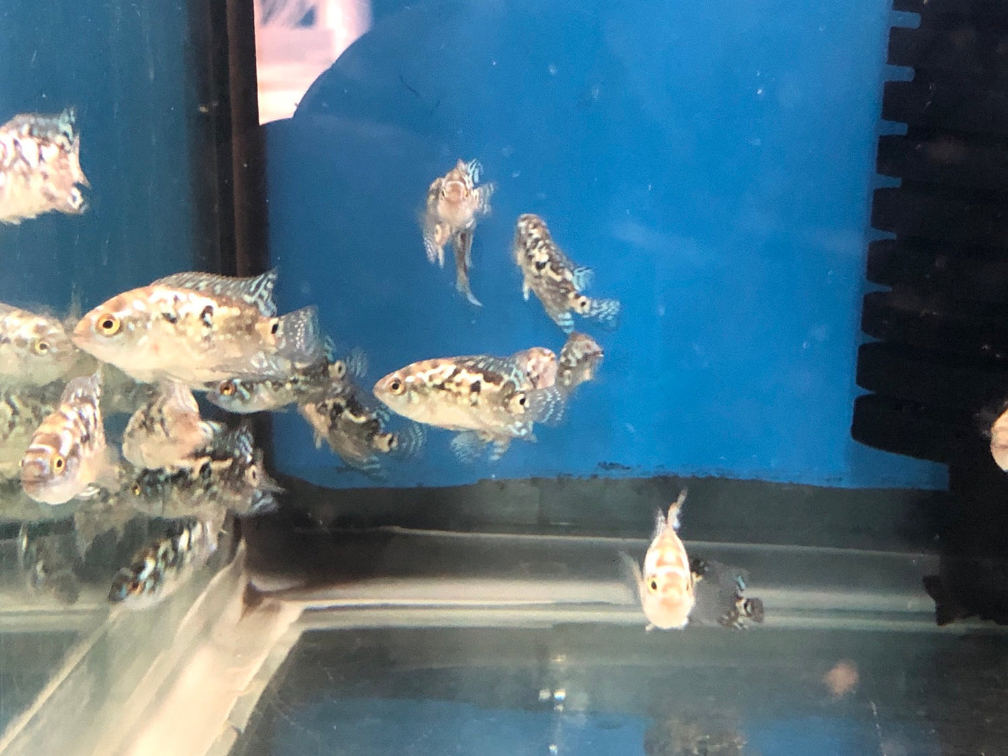 Electric Blue Jack Dempsey Cichlid (Rocio octofasciata)