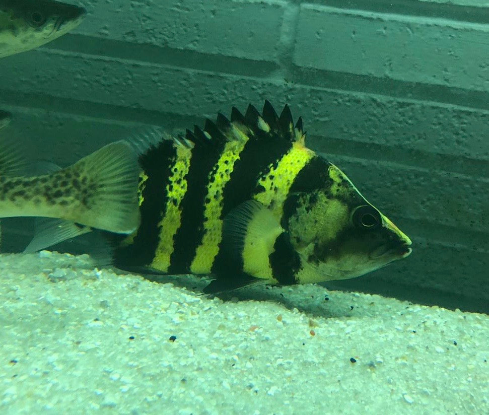New Guinea Tiger Datnoid / NGT (Datnioides campbelli)
