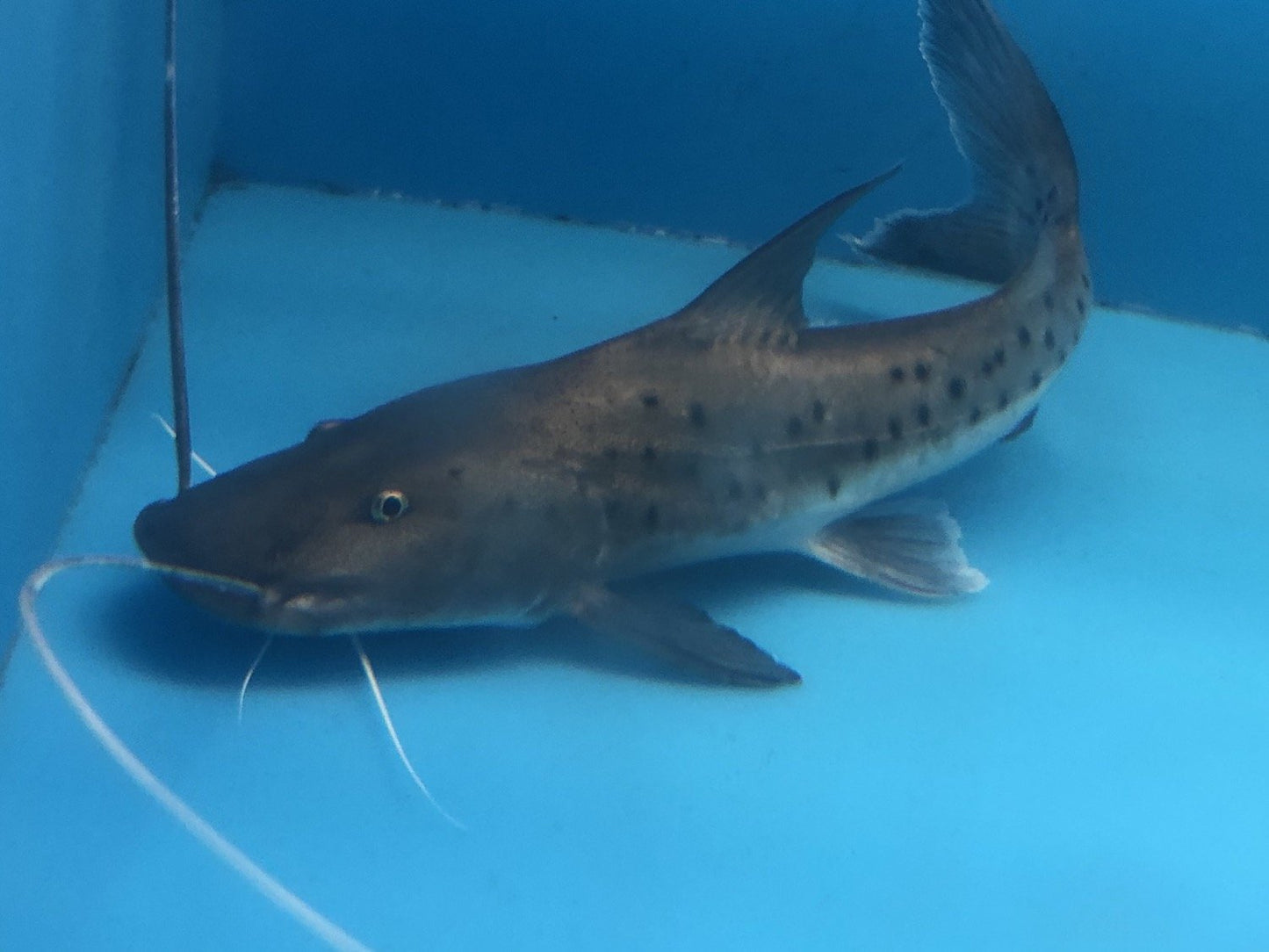 True Piraiba Catfish (Brachyplatystoma filamentosum)