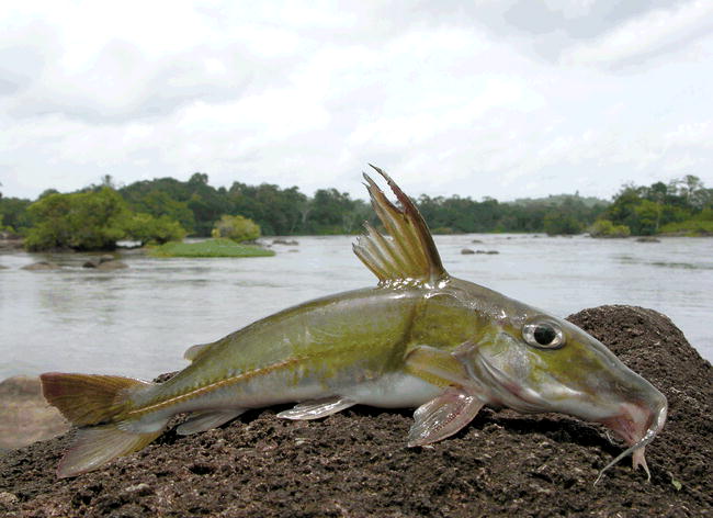 Essequibo Thorny Catfish (Doras micropoeus)