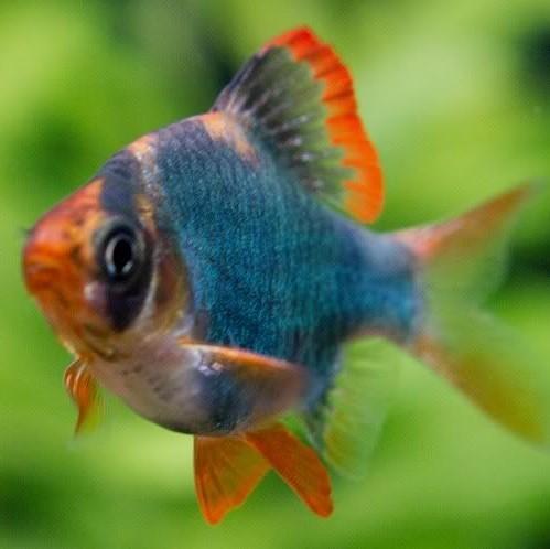 Green Balloon Tiger Barb (Puntius tetrazona)