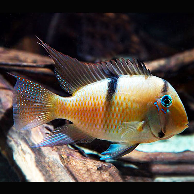 Bandit Cichlid (Guianacara dacrya)