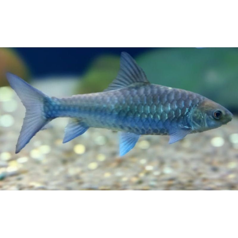 Thai Blue Mahseer (Neolissochilus stracheyi)